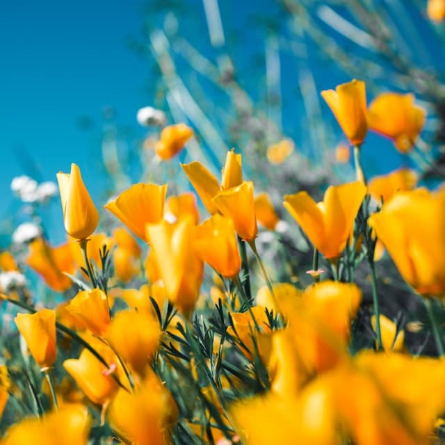 Flowers & Hampers